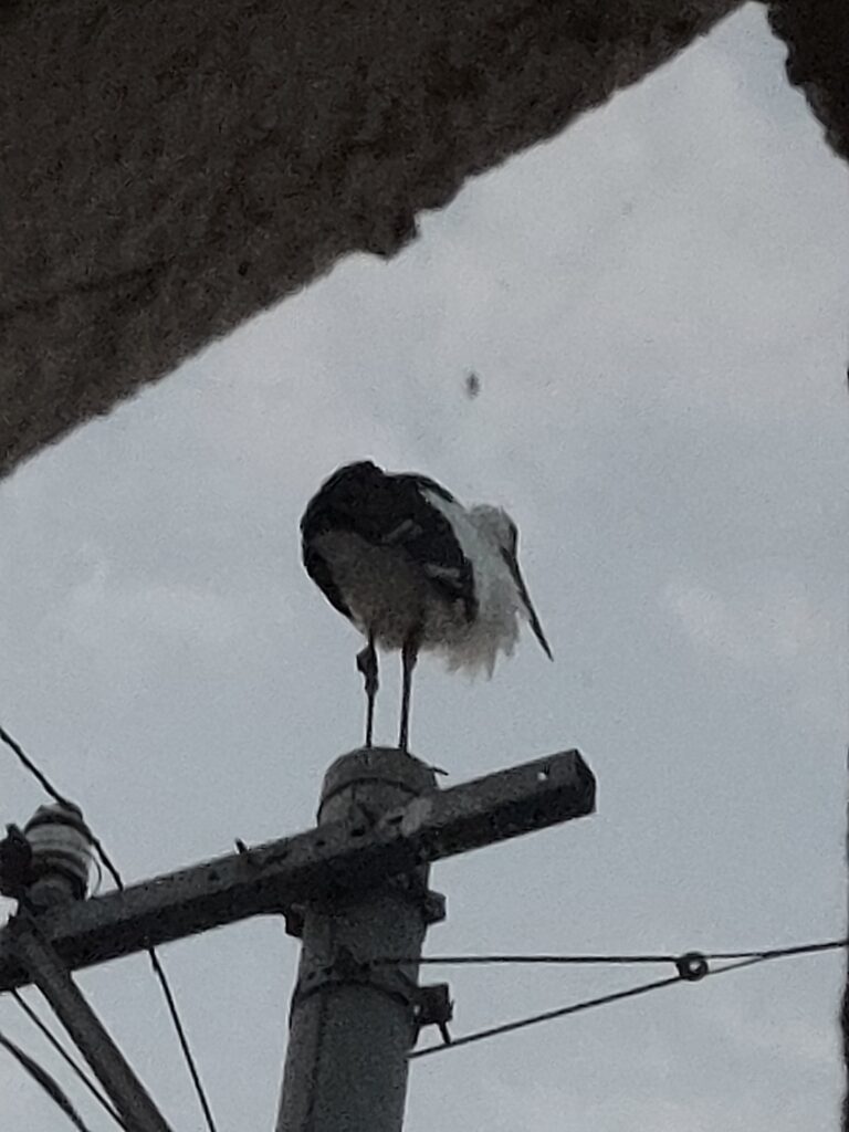 コウノトリの画像
